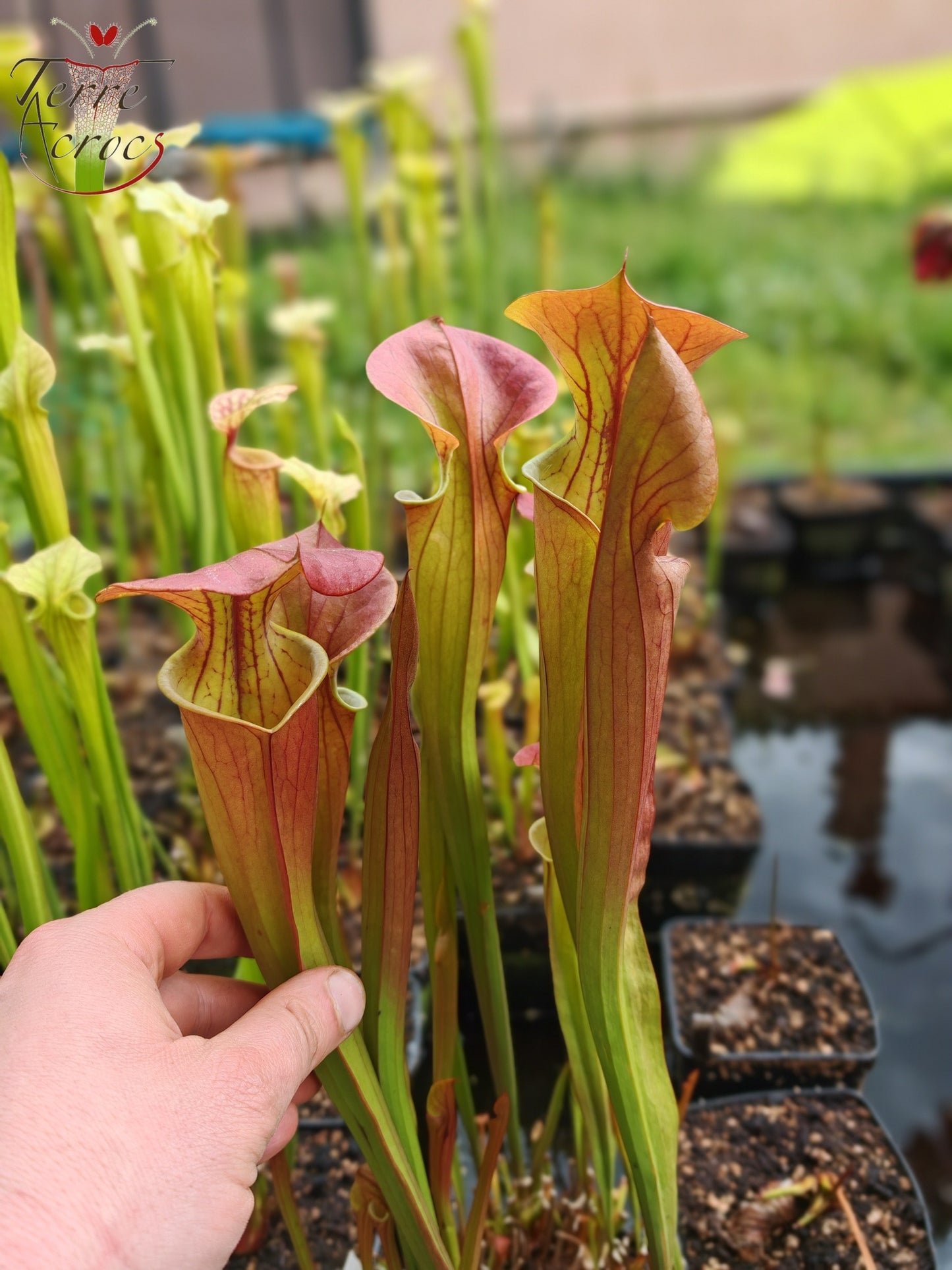 SX70 Sarracenia x "Triste Amour"