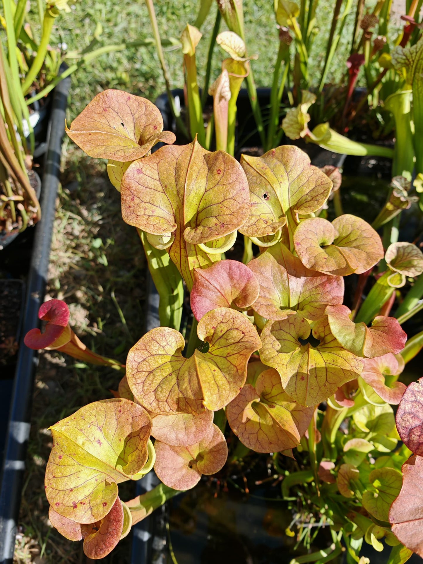 SX70 Sarracenia x "Triste Amour"