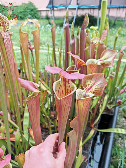 SX70 Sarracenia x "Triste Amour"