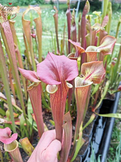 SX70 Sarracenia x "Triste Amour"