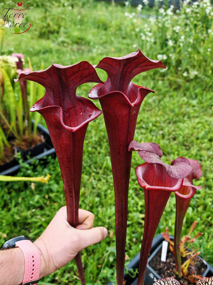 SXA01 Sarracenia x „Alucard“ – „Select“ (Mike Wang)