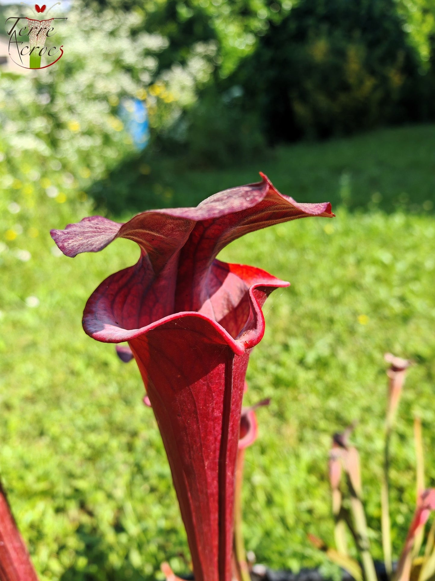 SXA01 Sarracenia x „Alucard“ – „Select“ (Mike Wang)