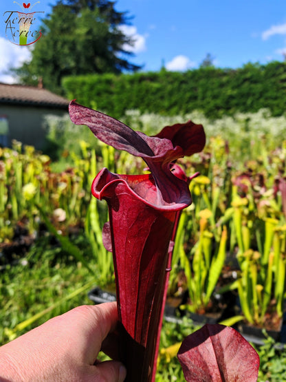 SXA01 Sarracenia x „Alucard“ – „Select“ (Mike Wang)