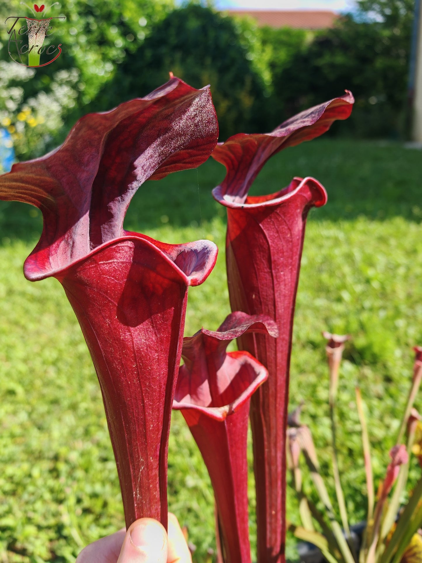 SXA01 Sarracenia x „Alucard“ – „Select“ (Mike Wang)