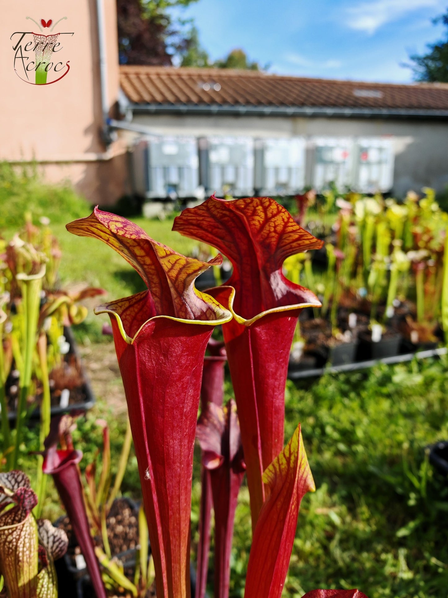 SXA01 Sarracenia x „Alucard“ – „Select“ (Mike Wang)