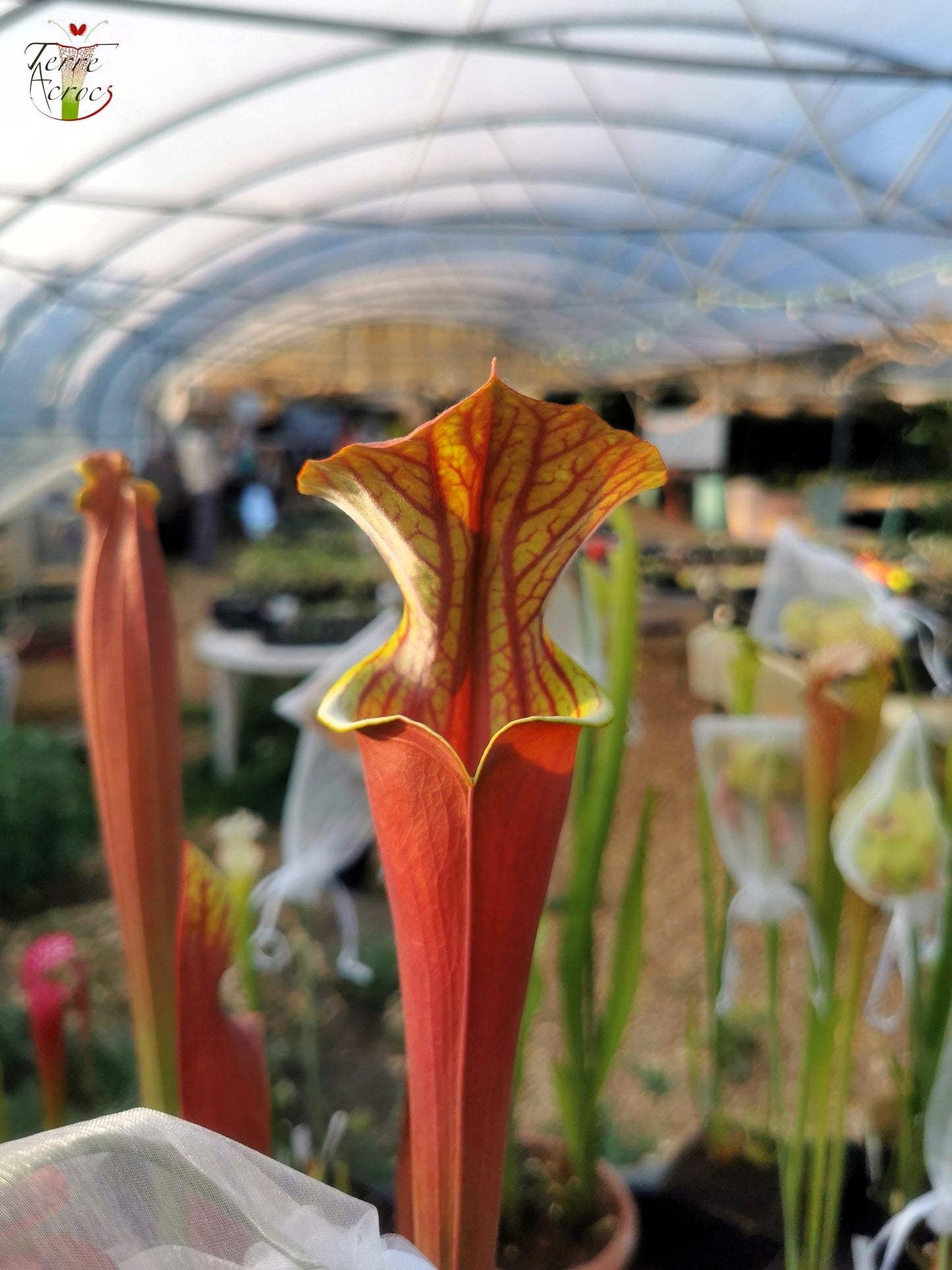 SXA01 Sarracenia x „Alucard“ – „Select“ (Mike Wang)