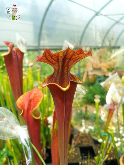 SXA01 Sarracenia x „Alucard“ – „Select“ (Mike Wang)