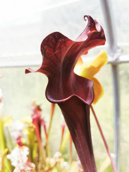 SXA02 Sarracenia x 'Alucard' -- "Prince of Darkness"