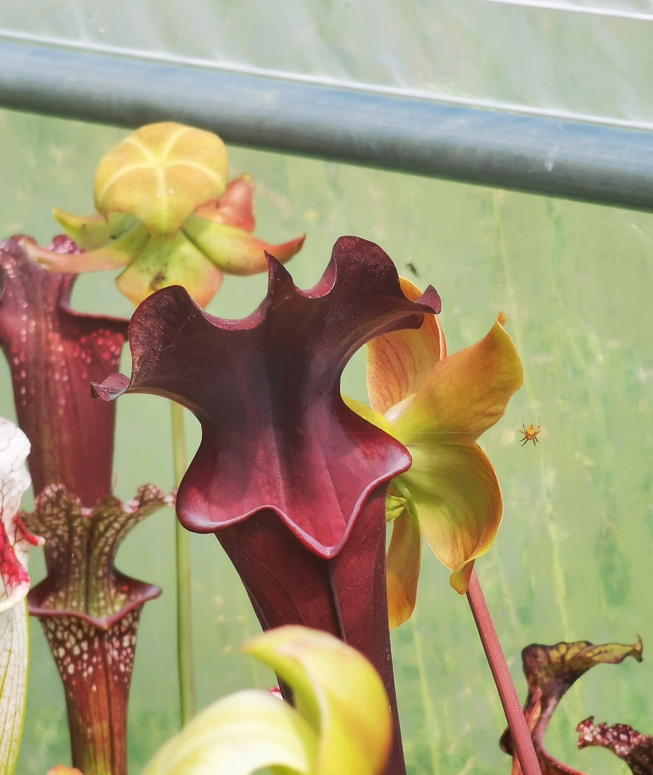 SXA02 Sarracenia x 'Alucard' -- "Prince of Darkness"