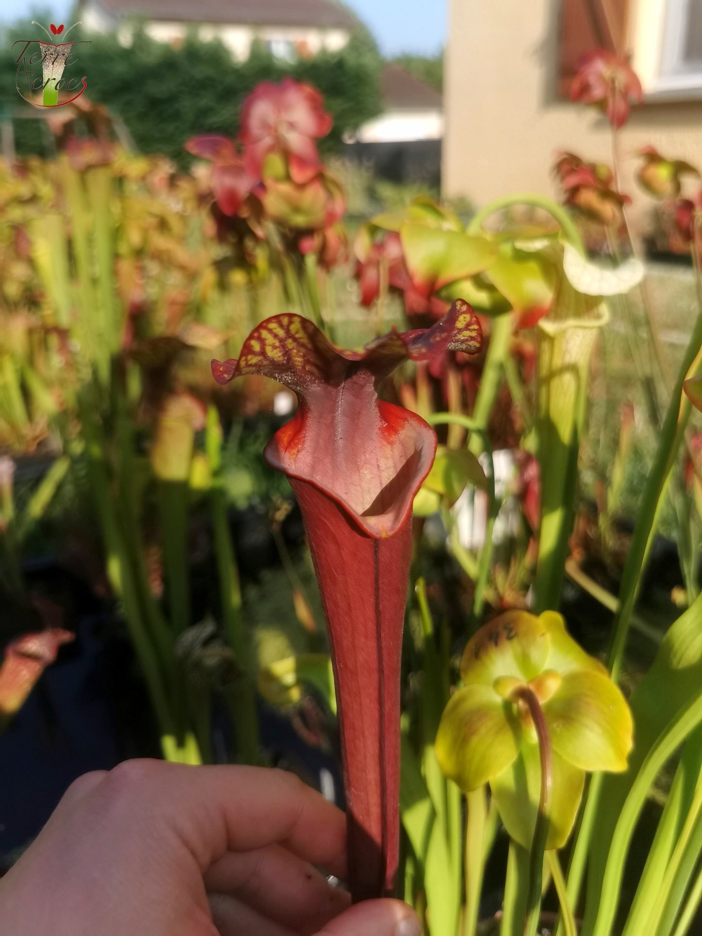 SXA02 Sarracenia x 'Alucard' -- "Prince of Darkness"