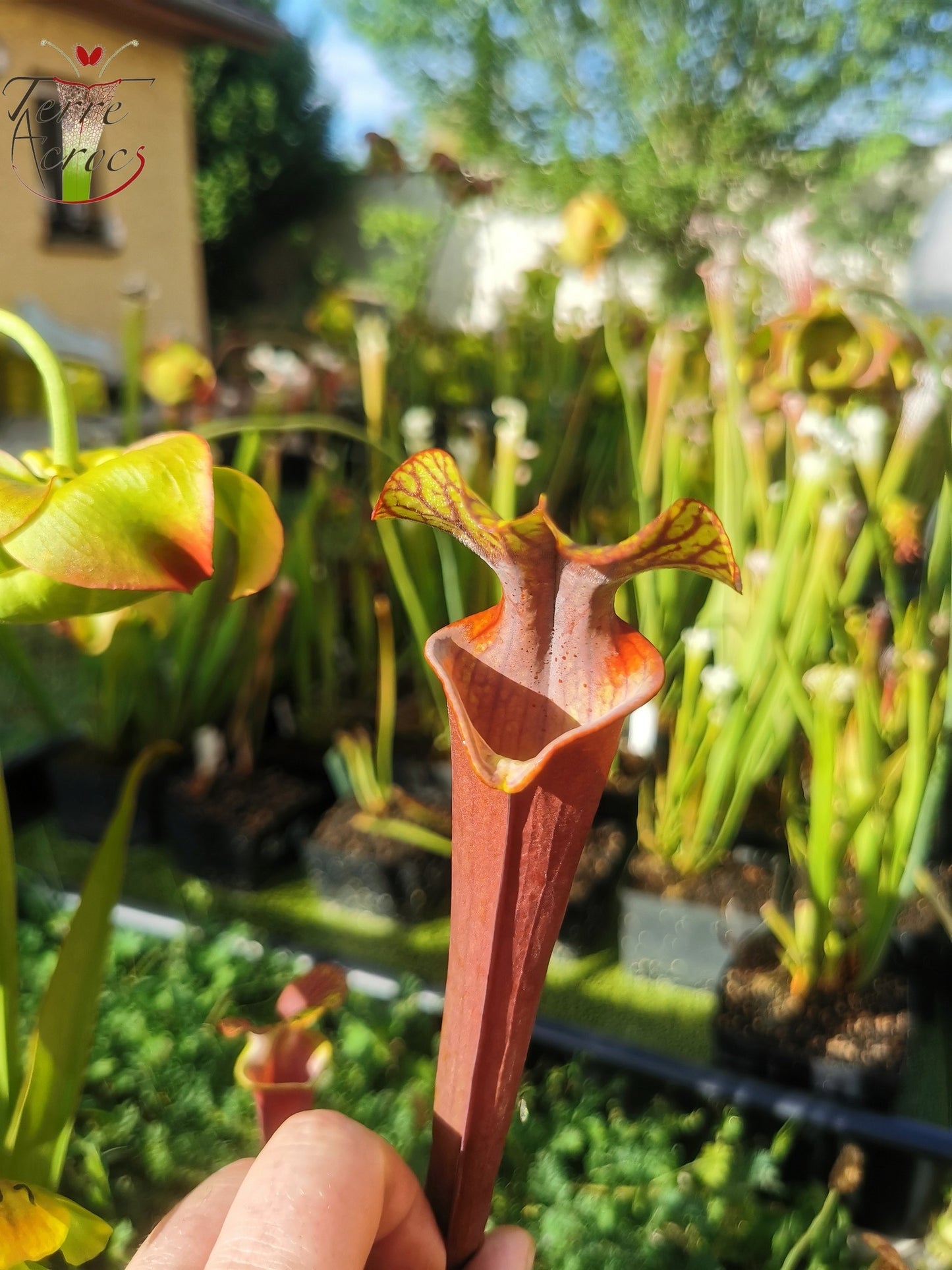 SXA02 Sarracenia x 'Alucard' -- "Prince of Darkness"