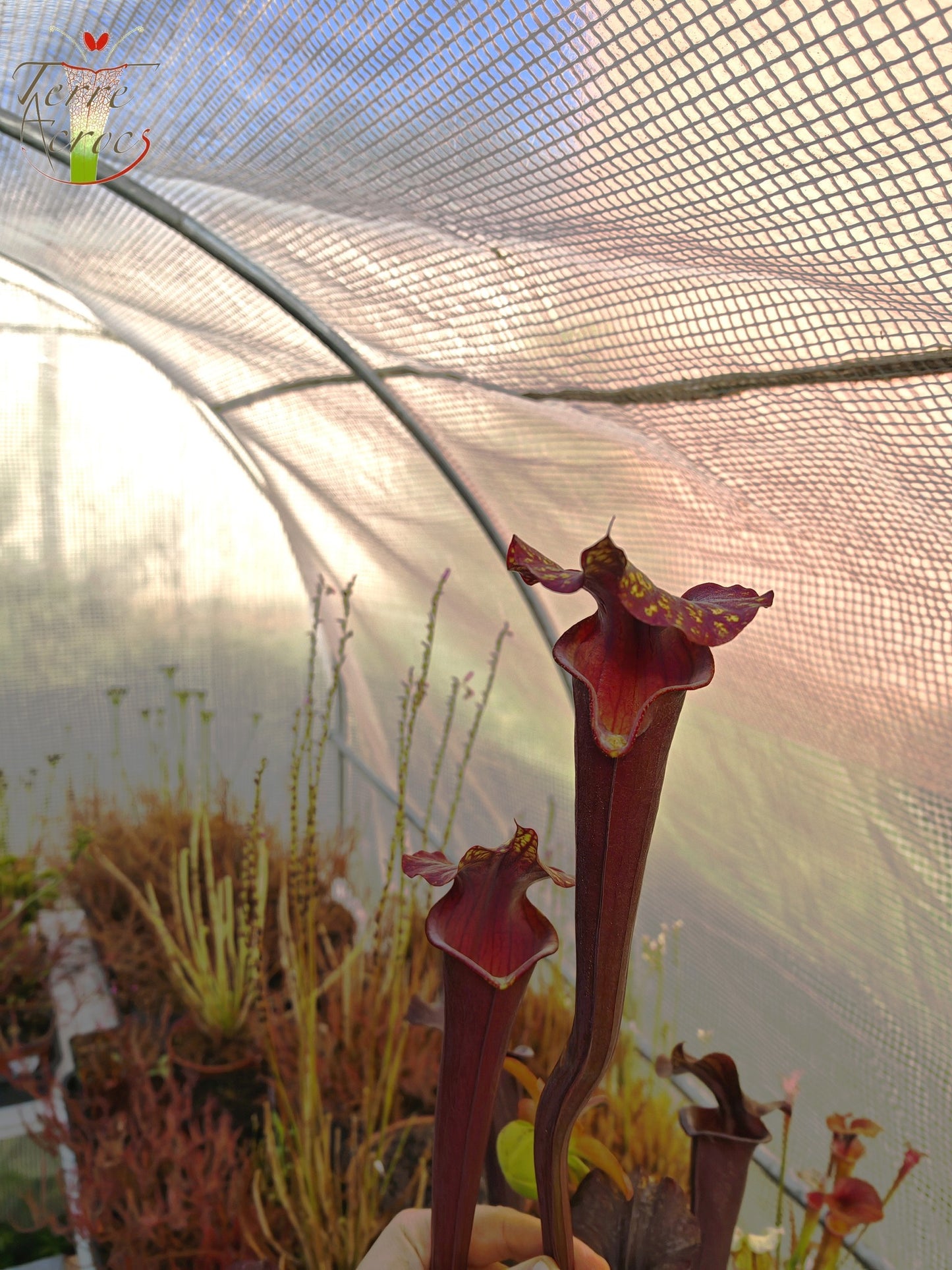 SXA02 Sarracenia x 'Alucard' -- "Prince of Darkness"