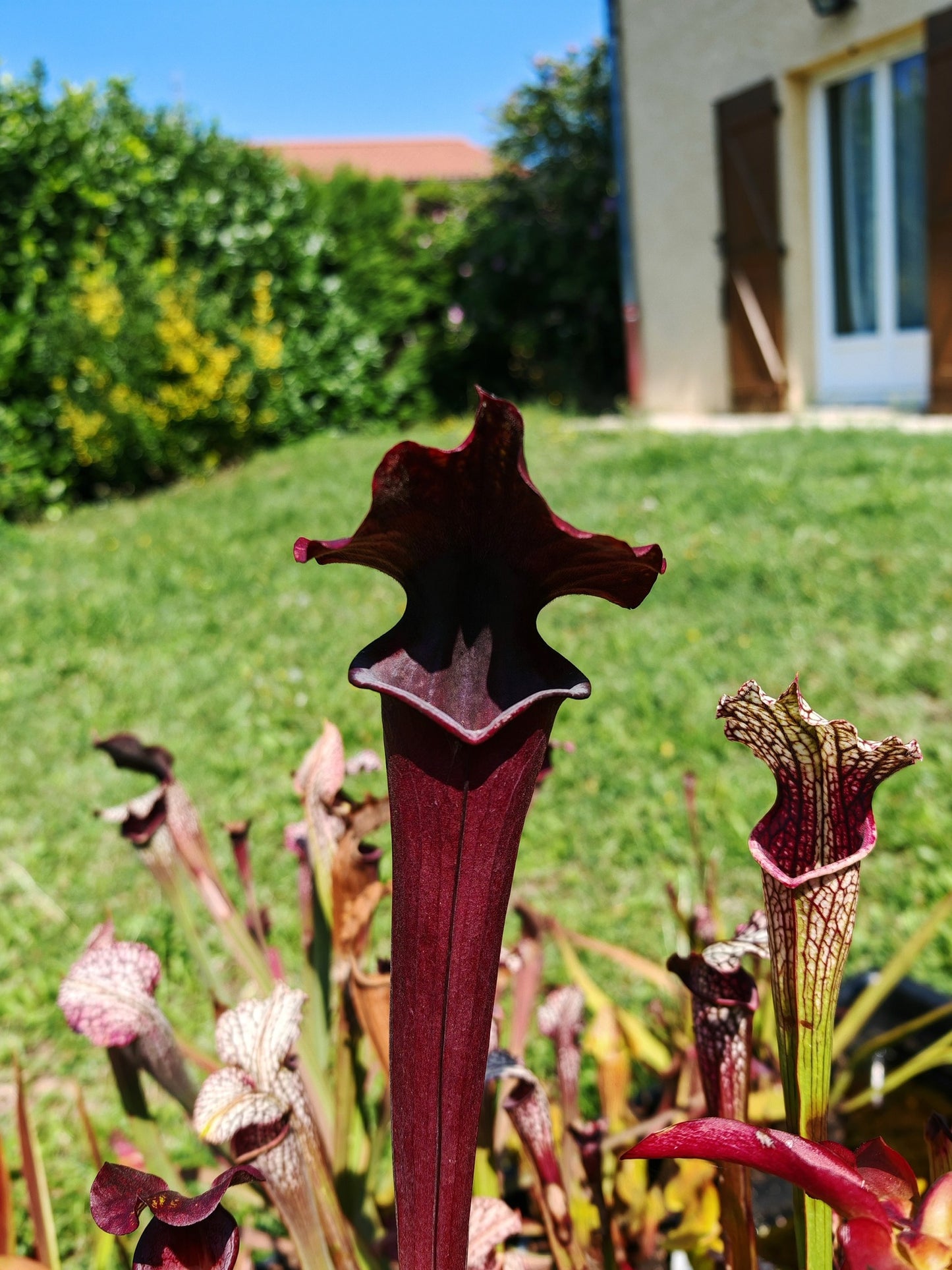 SXA02 Sarracenia x 'Alucard' -- "Prince of Darkness"