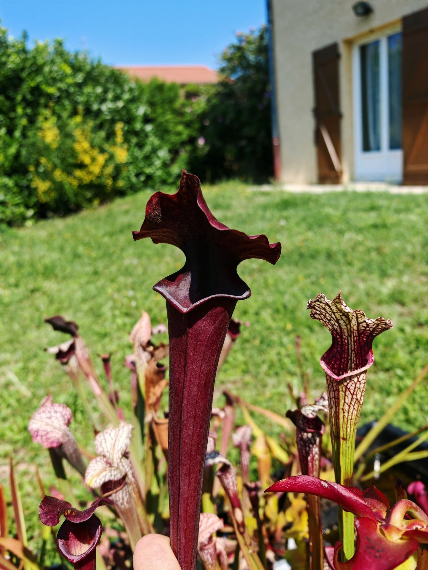 SXA02 Sarracenia x 'Alucard' -- "Prince of Darkness"