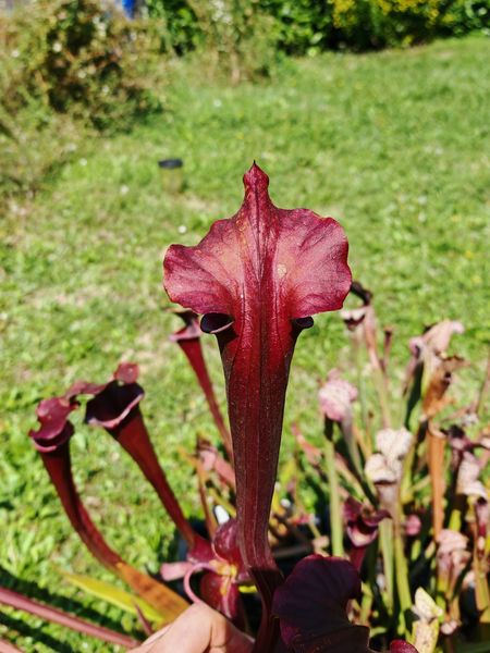 SXA02 Sarracenia x 'Alucard' -- "Prince of Darkness"