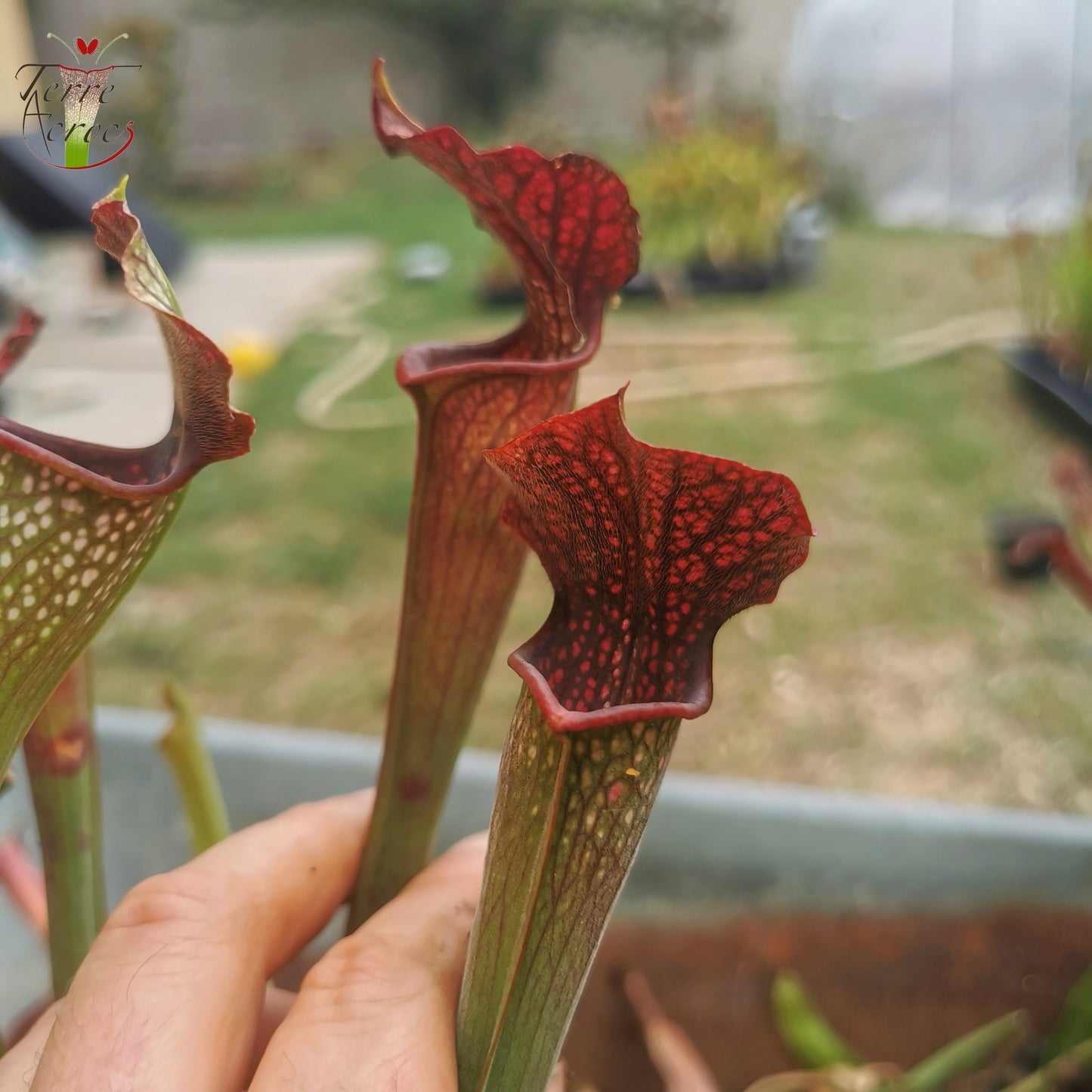 SXAR03 Sarracenia x areolata -- (S. alata var. nigropurpurea -- Black tube, Stocky pubescent, De Soto National Forest Clone 3,W,(A28, MK) x S. leucophylla -- "Helmut’s Delight")