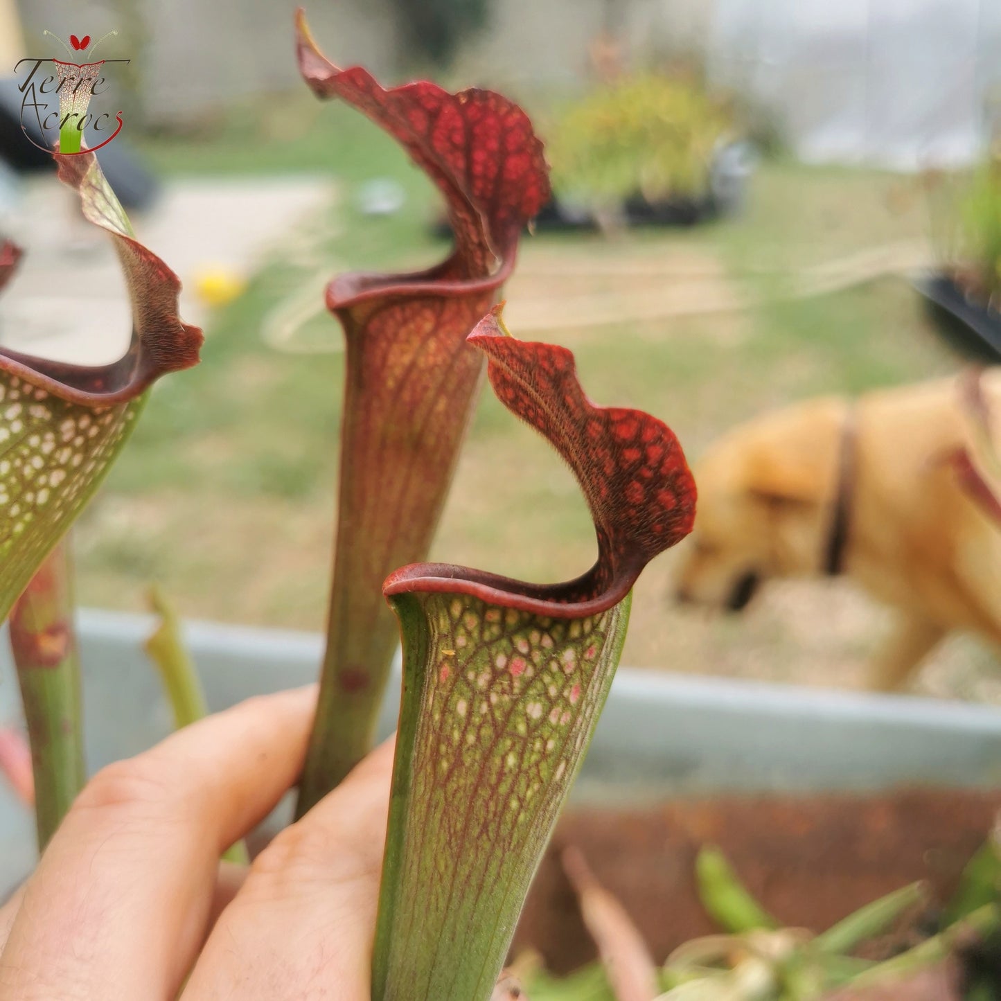 SXAR03 Sarracenia x areolata -- (S. alata var. nigropurpurea -- Black tube, Stocky pubescent, De Soto National Forest Clone 3,W,(A28, MK) x S. leucophylla -- "Helmut’s Delight")