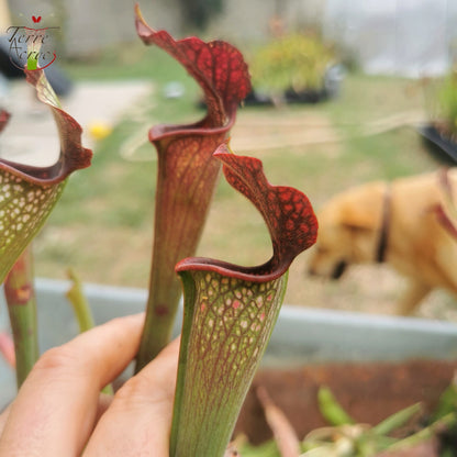 SXAR03 Sarracenia x areolata -- (S. alata var. nigropurpurea -- Black tube, Stocky pubescent, De Soto National Forest Clone 3,W,(A28, MK) x S. leucophylla -- "Helmut’s Delight")