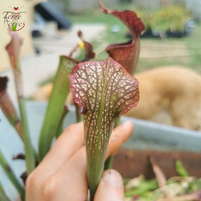 SXAR03 Sarracenia x areolata -- (S. alata var. nigropurpurea -- Black tube, Stocky pubescent, De Soto National Forest Clone 3,W,(A28, MK) x S. leucophylla -- "Helmut’s Delight")