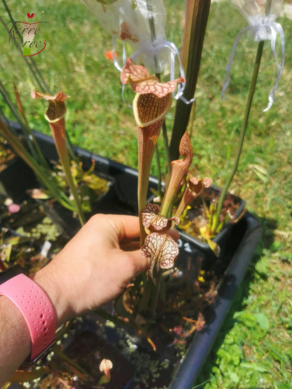 SXAR03 Sarracenia x areolata -- (S. alata var. nigropurpurea -- Black tube, Stocky pubescent, De Soto National Forest Clone 3,W,(A28, MK) x S. leucophylla -- "Helmut’s Delight")