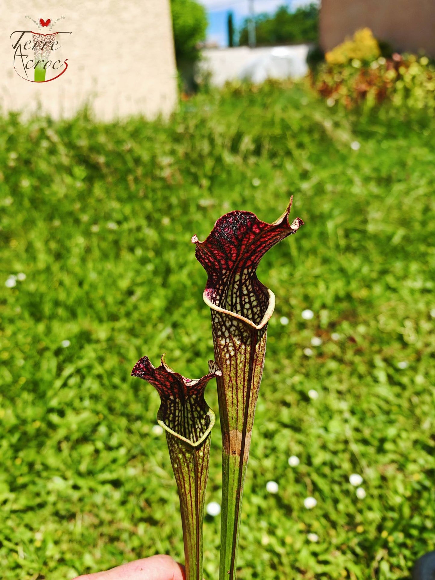 SXAR04 Sarracenia x areolata -- “Black Cave”