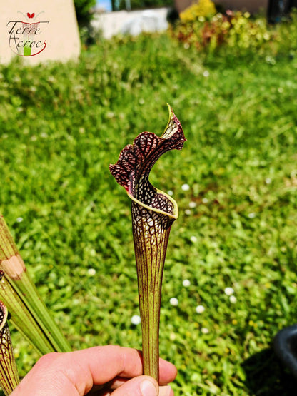 SXAR04 Sarracenia x areolata -- “Black Cave”