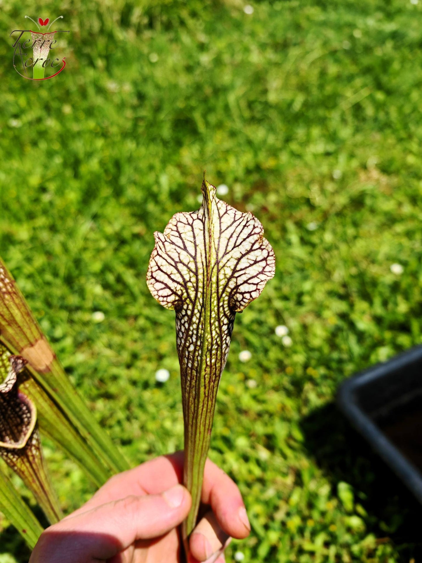 SXAR04 Sarracenia x areolata -- “Black Cave”