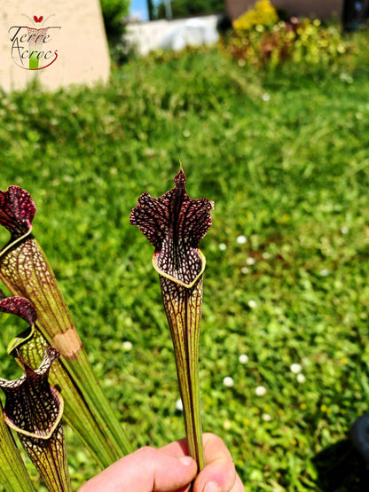 SXAR04 Sarracenia x areolata -- “Black Cave”