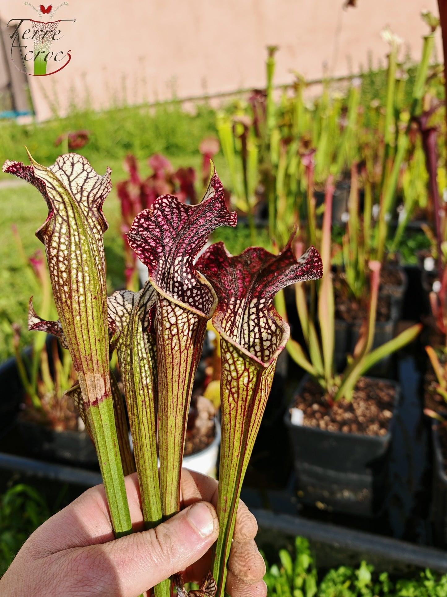 SXAR04 Sarracenia x areolata -- “Black Cave”