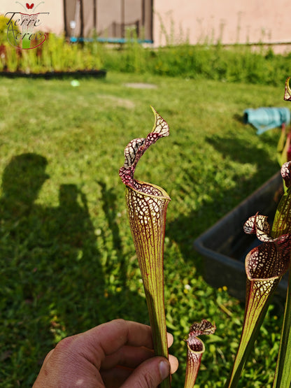 SXAR04 Sarracenia x areolata -- “Black Cave”