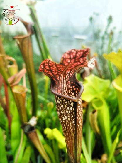 SXAR05 Sarracenia x areolata (alata black tubes giant x leucophylla – Giant)