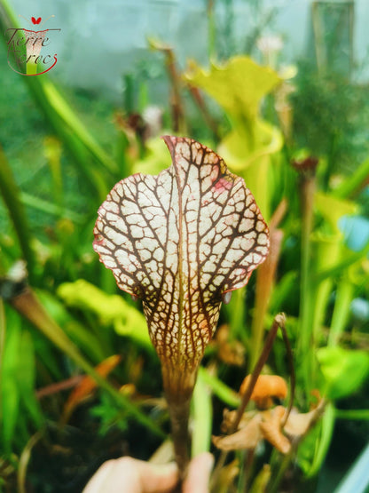 SXAR05 Sarracenia x areolata (alata black tubes giant x leucophylla – Giant)