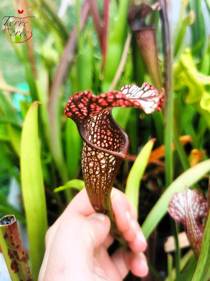 SXAR05 Sarracenia x areolata (alata black tubes giant x leucophylla – Giant)