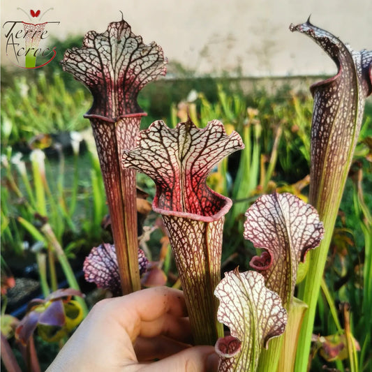 SXAR06 Sarracenia x areolata -- “Pink Eye” (False clone)