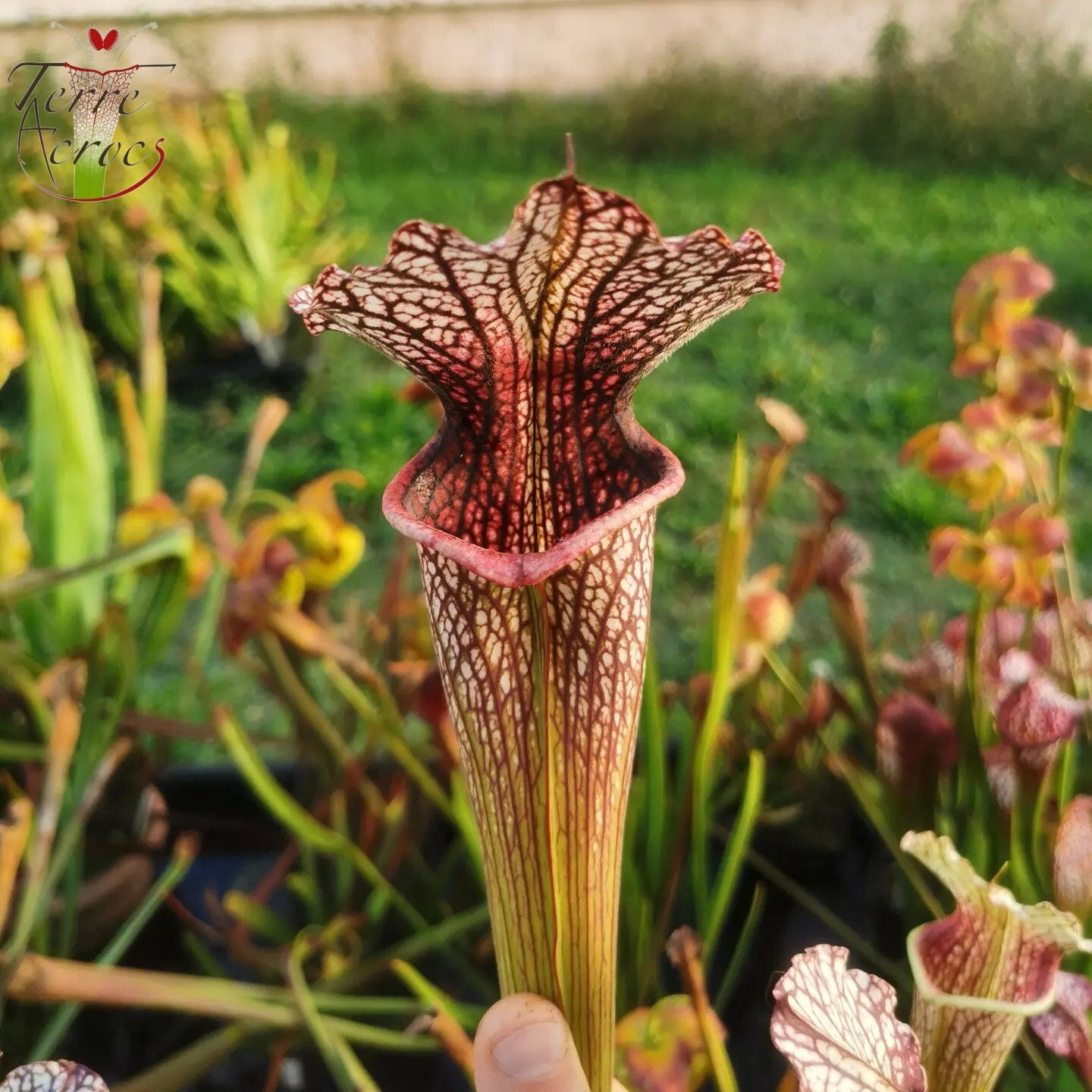 SXAR06 Sarracenia x areolata -- “Pink Eye” (False clone)