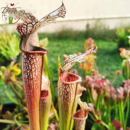 SXAR06 Sarracenia x areolata -- “Pink Eye” (False clone)
