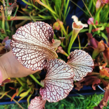 SXAR06 Sarracenia x areolata -- “Pink Eye” (False clone)