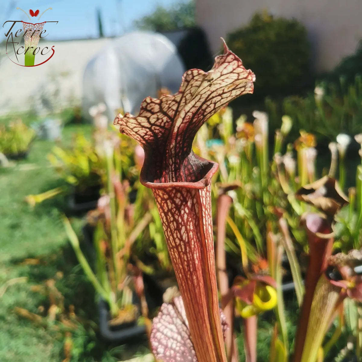 SXAR06 Sarracenia x areolata -- “Pink Eye” (False clone)