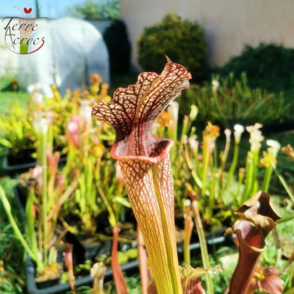 SXAR06 Sarracenia x areolata -- “Pink Eye” (False clone)