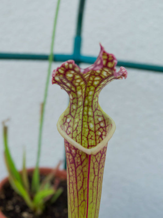 SXF01  Sarracenia x farnhamii