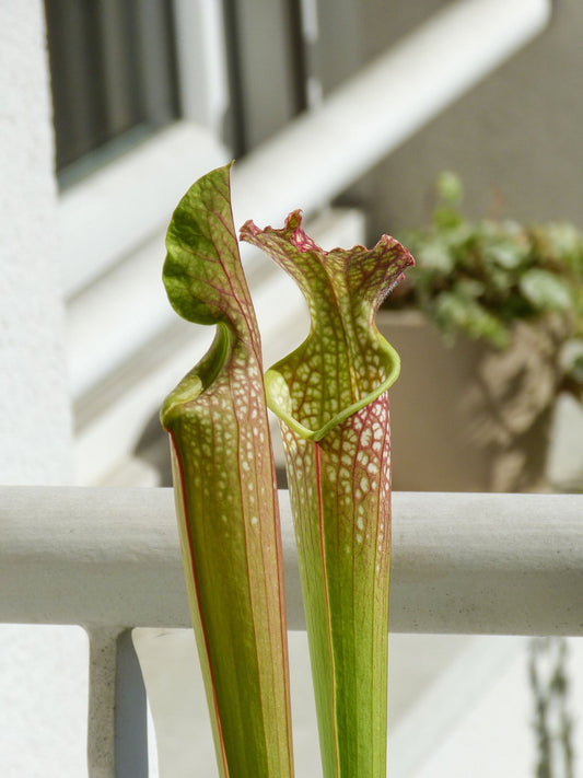 SXF01  Sarracenia x farnhamii