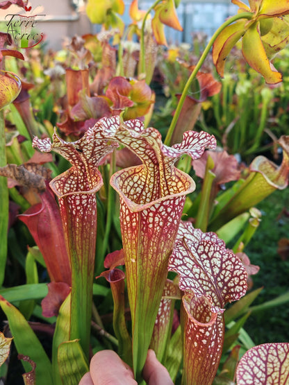 SXM01b Sarracenia x moorei -- "Voile Ecarlate"