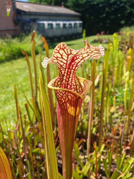 SXM01b Sarracenia x moorei -- "Voile Ecarlate"