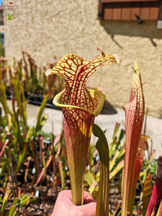 SXM01b Sarracenia x moorei -- "Voile Ecarlate"