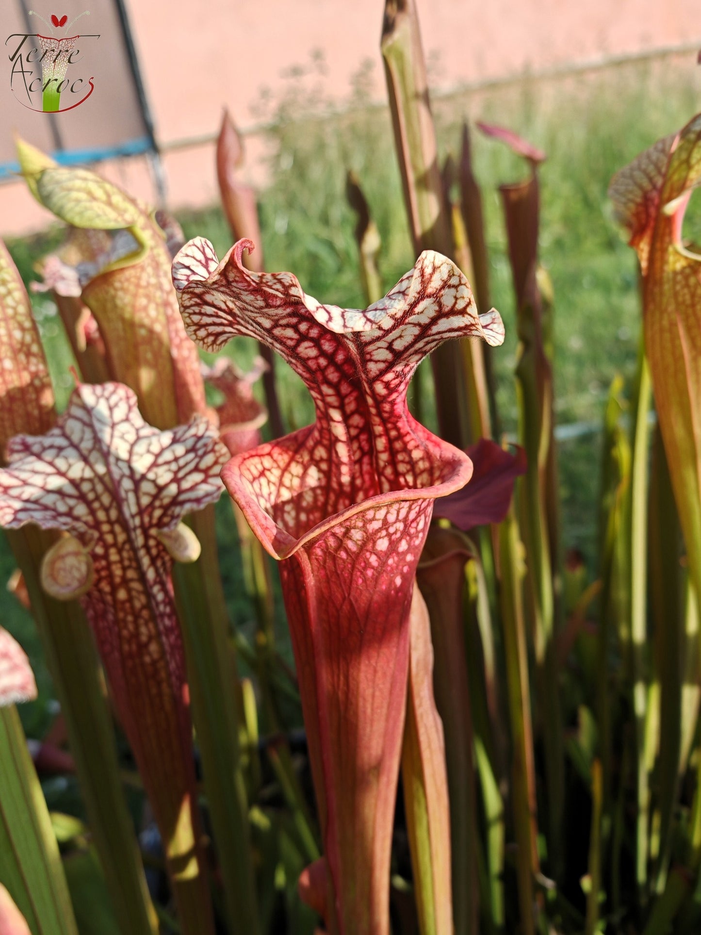 SXM01b Sarracenia x moorei -- "Voile Ecarlate"
