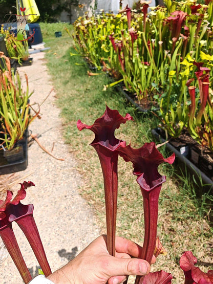 SXM02 Sarracenia x moorei -- “Luben’s Red”