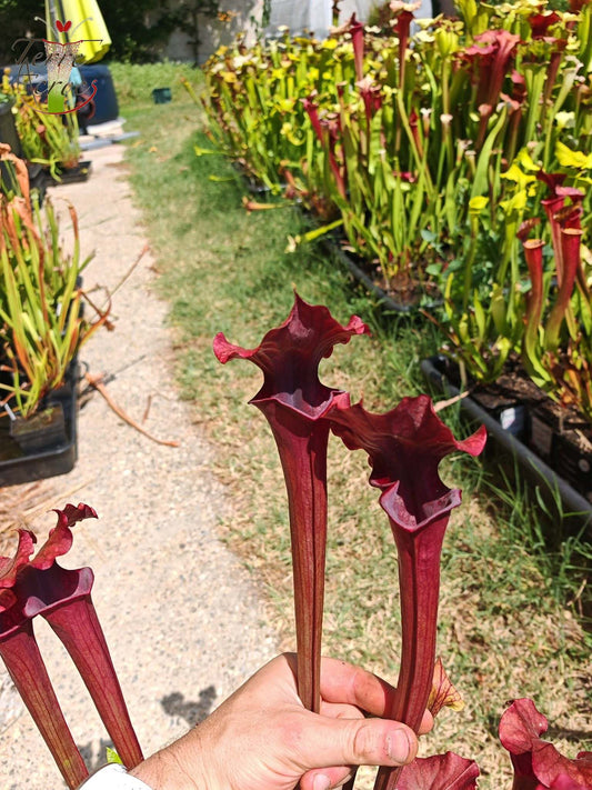 SXM02 Sarracenia x moorei -- “Luben’s Red”