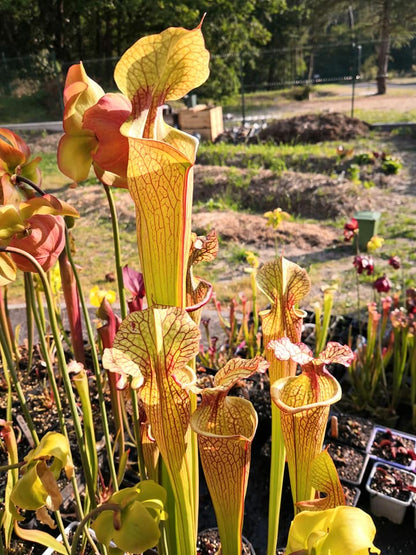 SXM03 Sarracenia x moorei — 'Leah Wilkerson' (H112, MK)