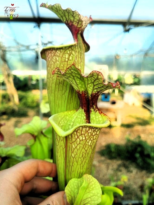 SXM03 Sarracenia x moorei — 'Leah Wilkerson' (H112, MK)