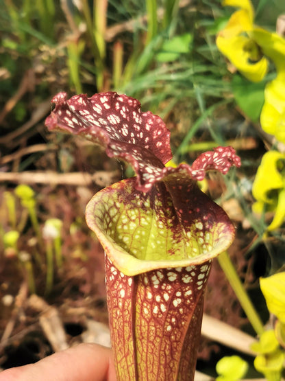 SXM05 Sarracenia x moorei -- “Granát” (GB)